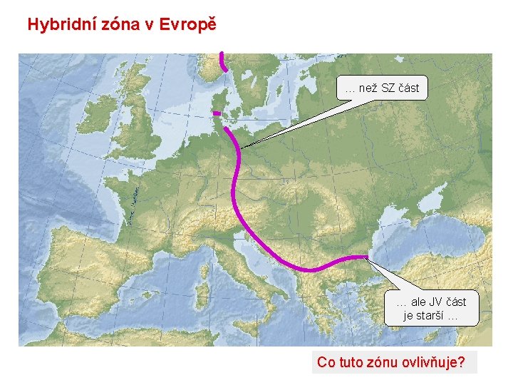 Hybridní zóna v Evropě … než SZ část … ale JV část je starší