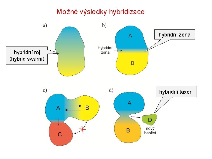 Možné výsledky hybridizace hybridní zóna hybridní roj (hybrid swarm) hybridní taxon 