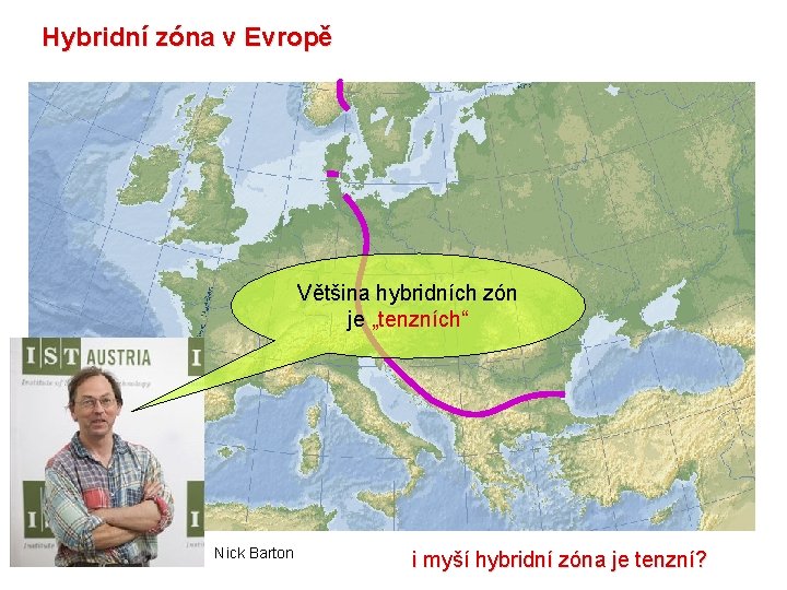 Hybridní zóna v Evropě Většina hybridních zón je „tenzních“ Nick Barton i myší hybridní