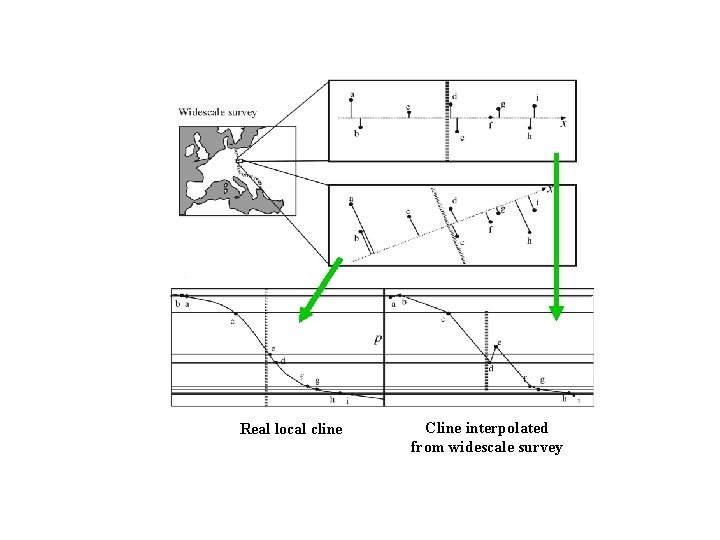 Real local cline Cline interpolated from widescale survey 