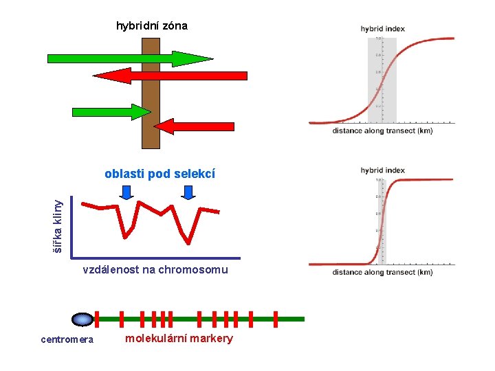 hybridní zóna šířka kliny oblasti pod selekcí vzdálenost na chromosomu centromera molekulární markery 