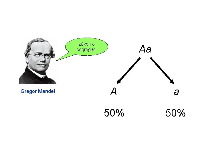 zákon o segregaci Gregor Mendel Aa A a 50% 