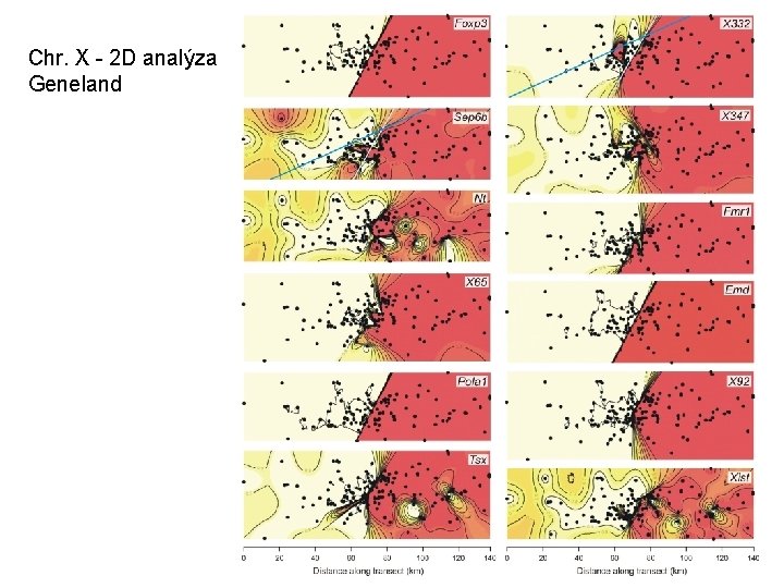 Chr. X - 2 D analýza Geneland 