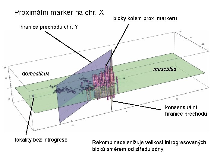 Proximální marker na chr. X bloky kolem prox. markeru hranice přechodu chr. Y domesticus