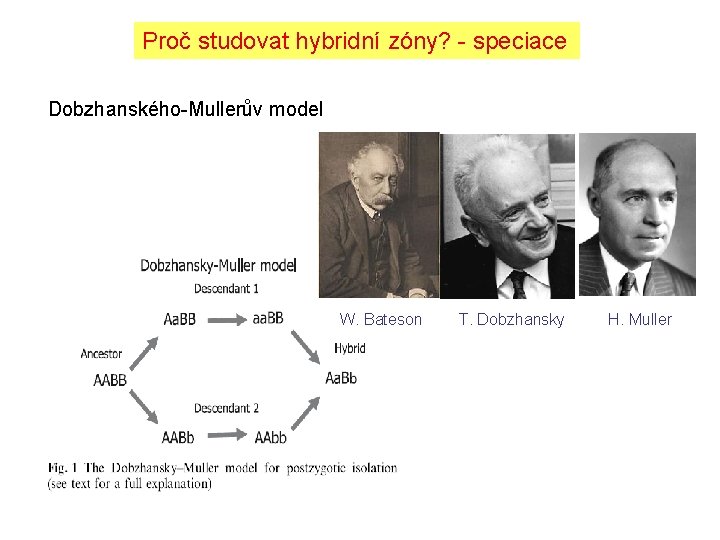 Proč studovat hybridní zóny? - speciace Dobzhanského-Mullerův model W. Bateson T. Dobzhansky H. Muller