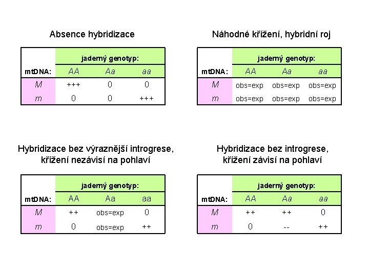 Absence hybridizace Náhodné křížení, hybridní roj jaderný genotyp: mt. DNA: AA Aa aa M