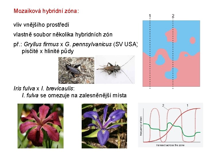 Mozaiková hybridní zóna: vliv vnějšího prostředí vlastně soubor několika hybridních zón př. : Gryllus