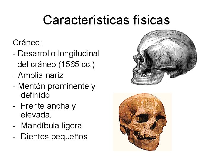 Características físicas Cráneo: - Desarrollo longitudinal del cráneo (1565 cc. ) - Amplia nariz