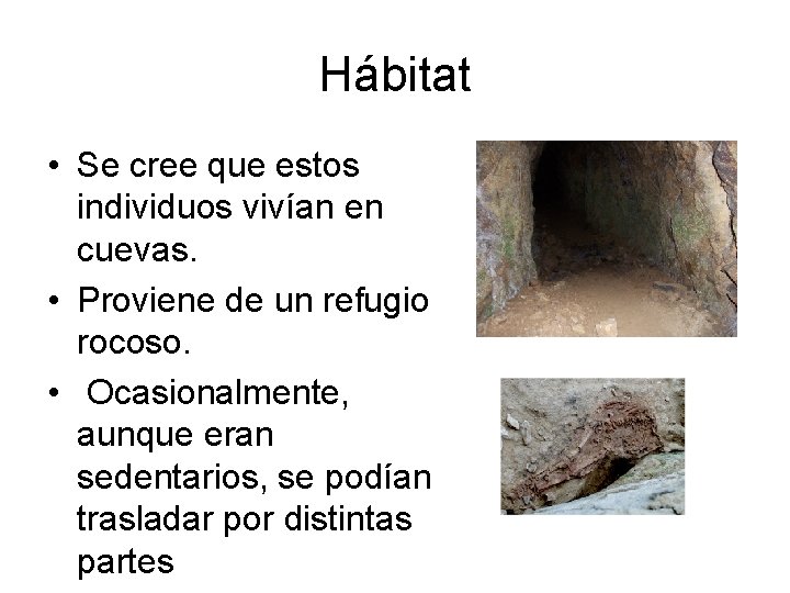 Hábitat • Se cree que estos individuos vivían en cuevas. • Proviene de un