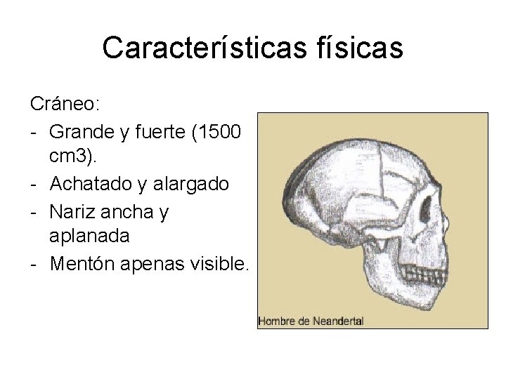 Características físicas Cráneo: - Grande y fuerte (1500 cm 3). - Achatado y alargado