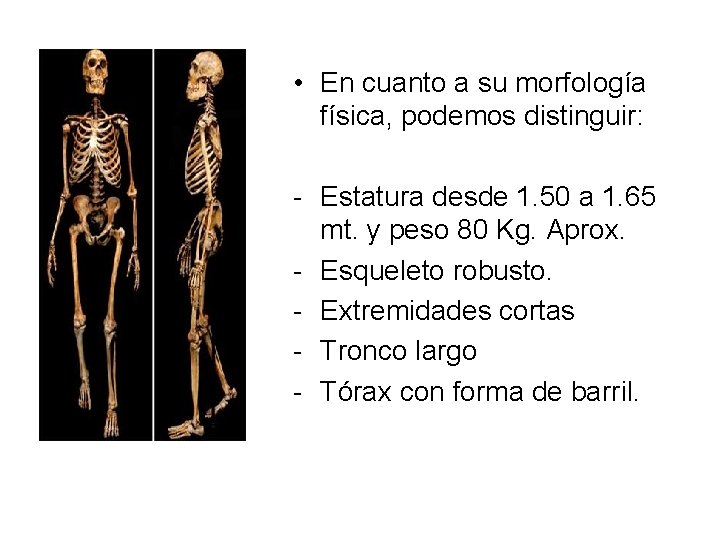  • En cuanto a su morfología física, podemos distinguir: - Estatura desde 1.