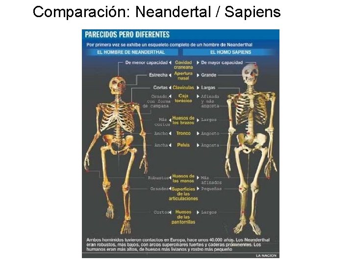 Comparación: Neandertal / Sapiens 