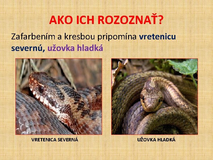 AKO ICH ROZOZNAŤ? Zafarbením a kresbou pripomína vretenicu severnú, užovka hladká VRETENICA SEVERNÁ UŽOVKA AKO ICH ROZOZNAŤ? Zafarbením a kresbou pripomína vretenicu severnú, užovka hladká VRETENICA SEVERNÁ UŽOVKA