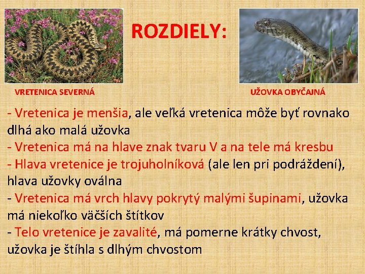 ROZDIELY: VRETENICA SEVERNÁ UŽOVKA OBYČAJNÁ - Vretenica je menšia, ale veľká vretenica môže byť