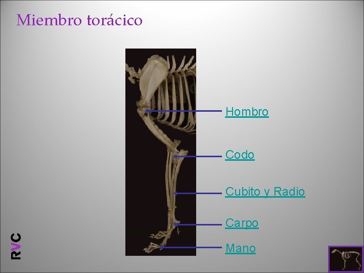 Miembro torácico Hombro Codo Cubito y Radio Carpo Mano 