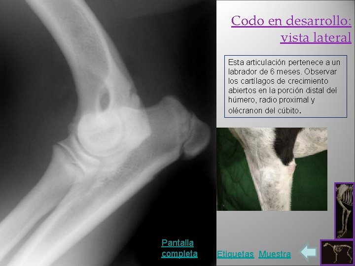 Codo en desarrollo: vista lateral Esta articulación pertenece a un labrador de 6 meses.