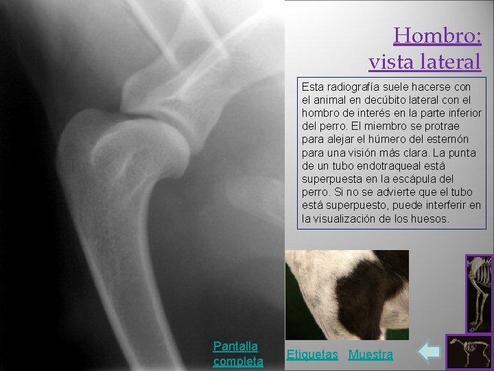 Hombro: vista lateral Esta radiografía suele hacerse con el animal en decúbito lateral con