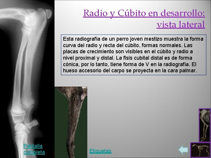 Radio y Cúbito en desarrollo: vista lateral Esta radiografía de un perro joven mestizo