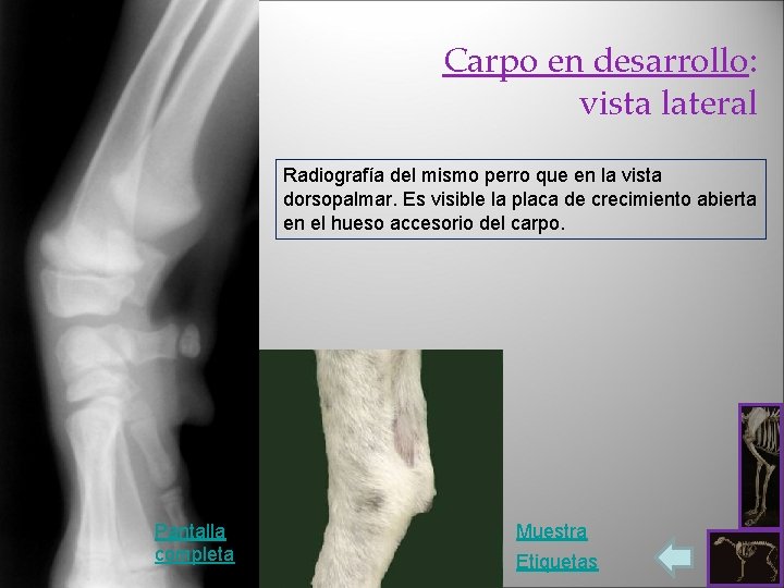 Carpo en desarrollo: vista lateral Radiografía del mismo perro que en la vista dorsopalmar.