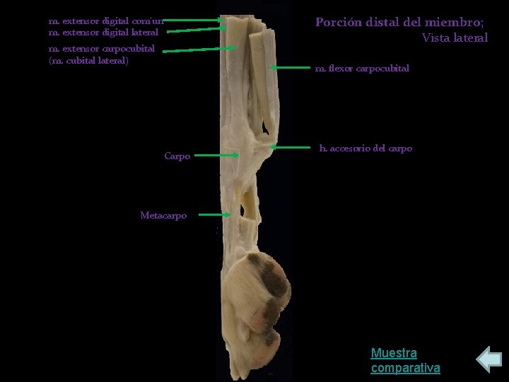 Porción distal del miembro; Vista lateral m. extensor digital com’un m. extensor digital lateral