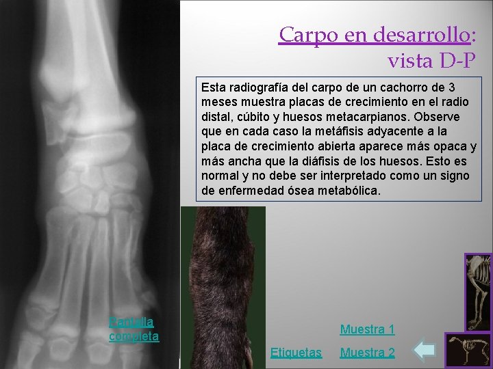 Carpo en desarrollo: vista D-P Esta radiografía del carpo de un cachorro de 3