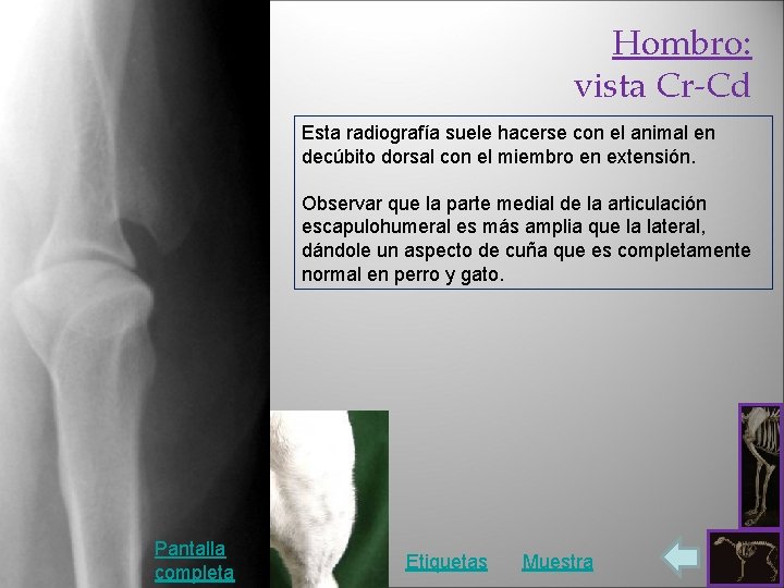 Hombro: vista Cr-Cd Esta radiografía suele hacerse con el animal en decúbito dorsal con