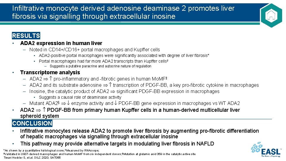 Infiltrative monocyte derived adenosine deaminase 2 promotes liver fibrosis via signalling through extracellular inosine