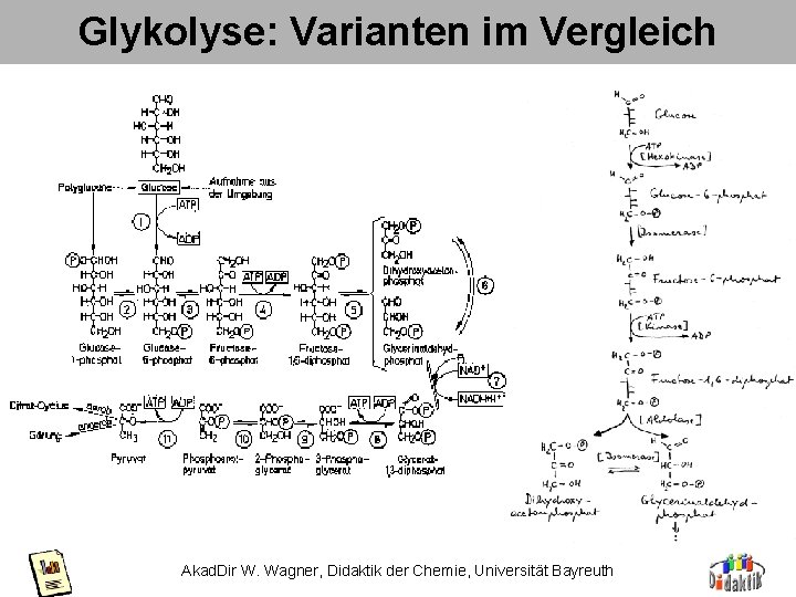 Glykolyse: Varianten im Vergleich Akad. Dir W. Wagner, Didaktik der Chemie, Universität Bayreuth 