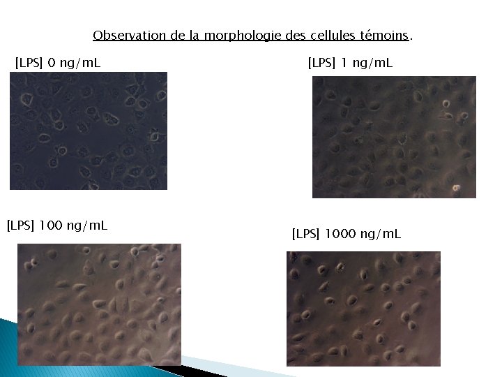 Observation de la morphologie des cellules témoins. [LPS] 0 ng/m. L [LPS] 1000 ng/m.