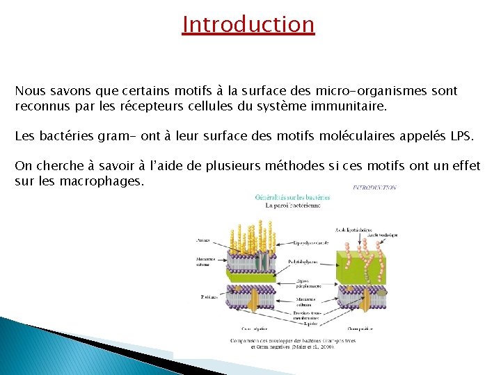 Introduction Nous savons que certains motifs à la surface des micro-organismes sont reconnus par