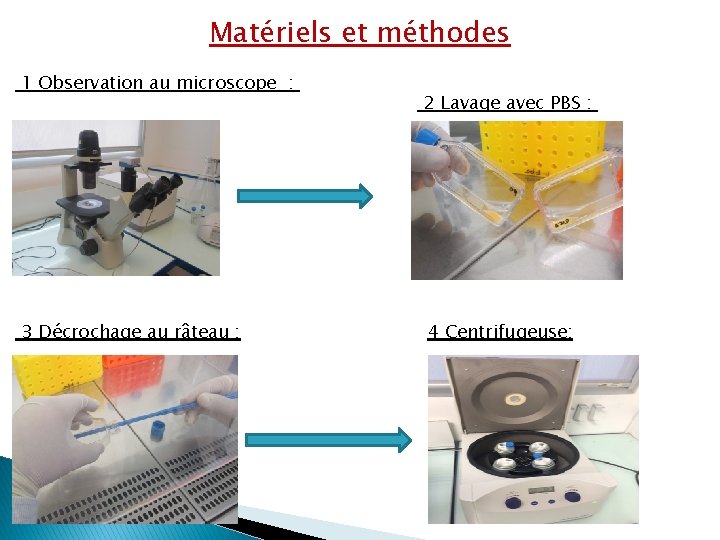 Matériels et méthodes 1 Observation au microscope : 3 Décrochage au râteau : 2