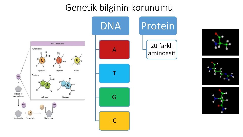 Genetik bilginin korunumu DNA A T G C Protein 20 farklı aminoasit 