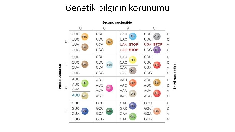 Genetik bilginin korunumu 