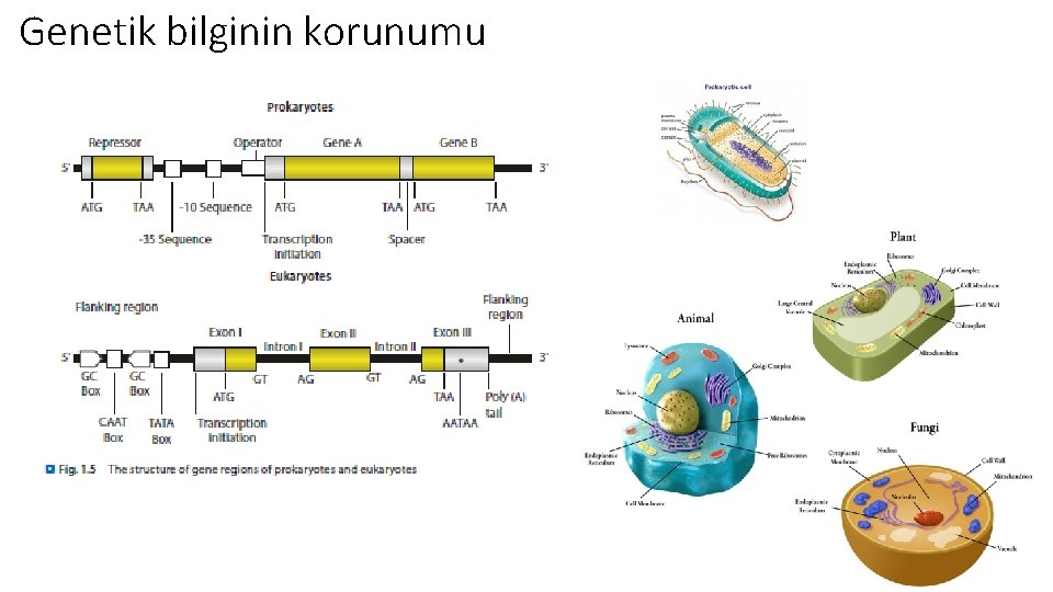 Genetik bilginin korunumu 