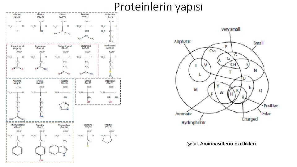 Proteinlerin yapısı Şekil. Aminoasitlerin özellikleri 