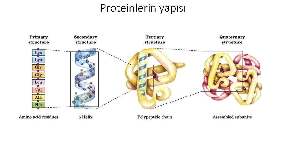 Proteinlerin yapısı 