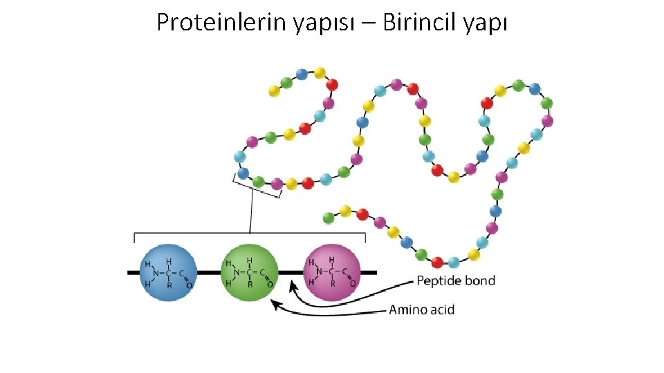 Proteinlerin yapısı – Birincil yapı 