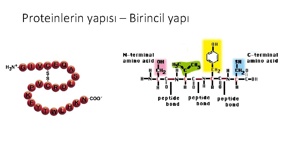 Proteinlerin yapısı – Birincil yapı 