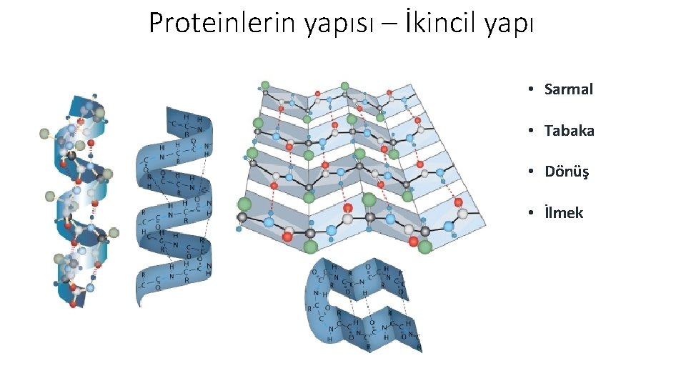 Proteinlerin yapısı – İkincil yapı • Sarmal • Tabaka • Dönüş • İlmek 