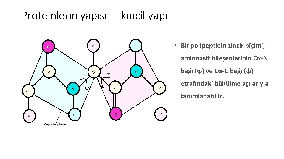 Proteinlerin yapısı – İkincil yapı • Bir polipeptidin zincir biçimi, aminoasit bileşenlerinin Cα-N bağı