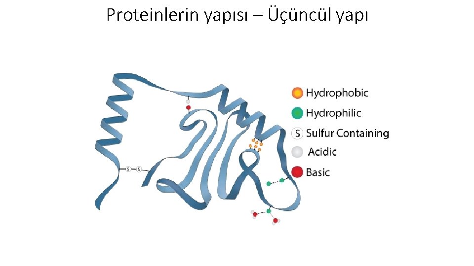 Proteinlerin yapısı – Üçüncül yapı 