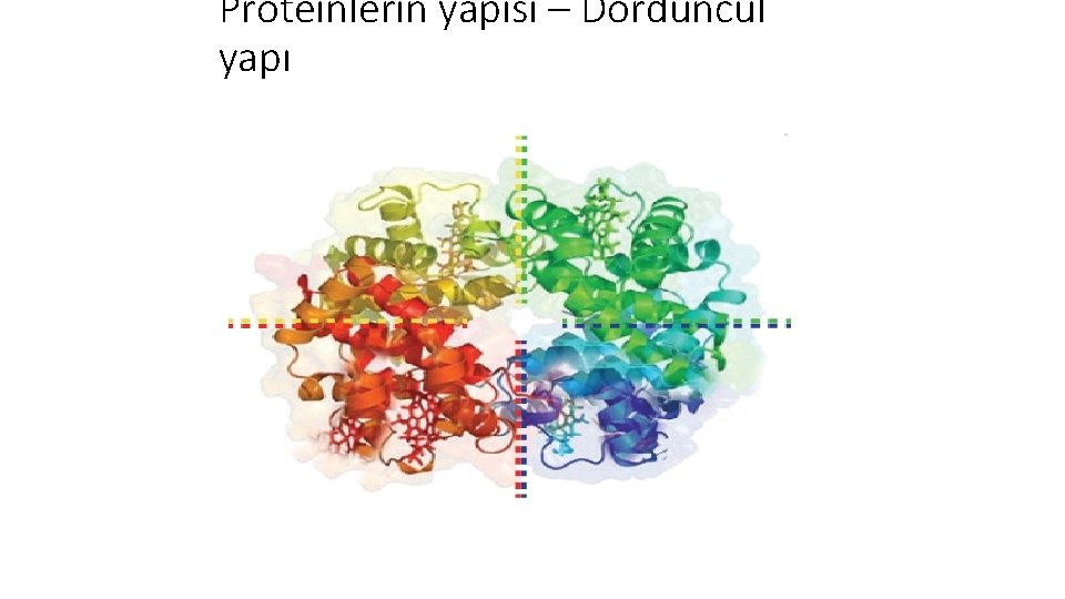 Proteinlerin yapısı – Dördüncül yapı 