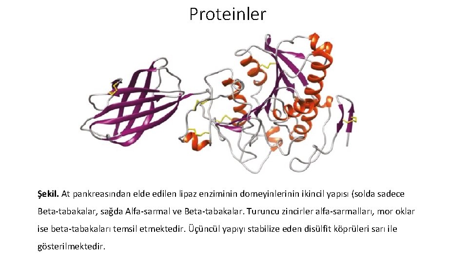 Proteinler Şekil. At pankreasından elde edilen lipaz enziminin domeyinlerinin ikincil yapısı (solda sadece Beta-tabakalar,