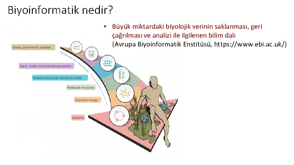 Biyoinformatik nedir? • Büyük miktardaki biyolojik verinin saklanması, geri çağrılması ve analizi ile ilgilenen