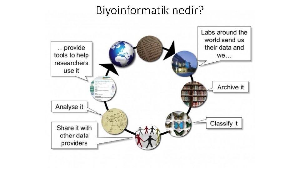 Biyoinformatik nedir? 