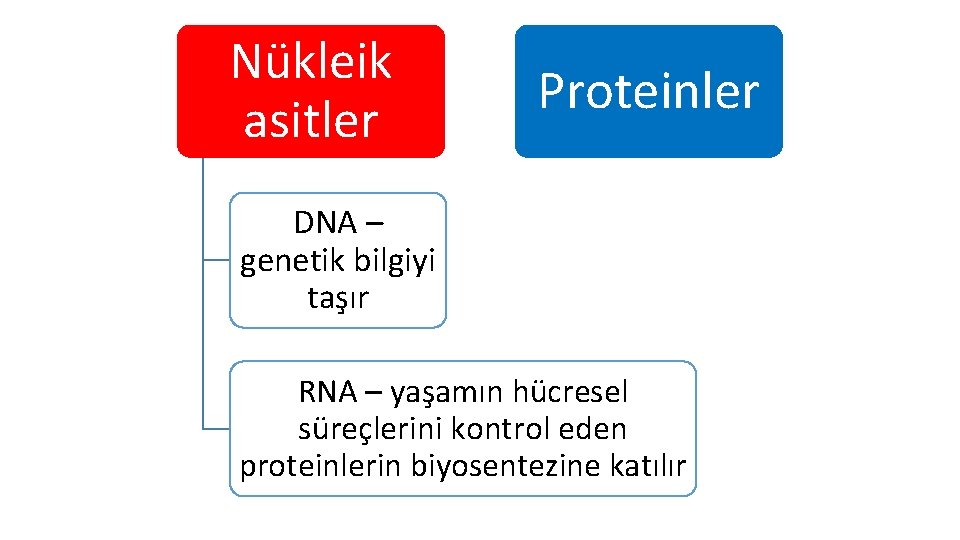 Nükleik asitler Proteinler DNA – genetik bilgiyi taşır RNA – yaşamın hücresel süreçlerini kontrol