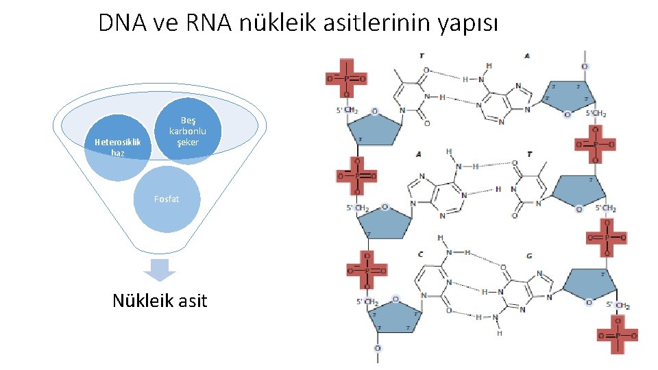 DNA ve RNA nükleik asitlerinin yapısı Heterosiklik baz Beş karbonlu şeker Fosfat Nükleik asit