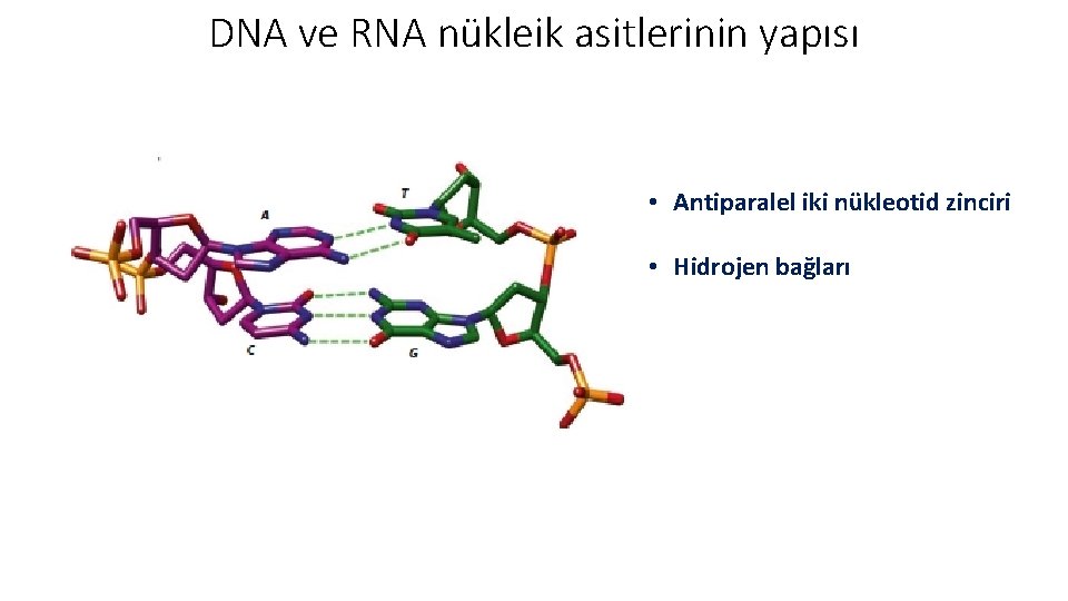 DNA ve RNA nükleik asitlerinin yapısı • Antiparalel iki nükleotid zinciri • Hidrojen bağları