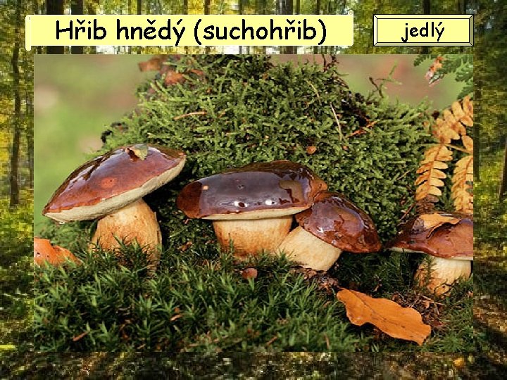 Hřib hnědý (suchohřib) jedlý Hřib hnědý (suchohřib) jedlý