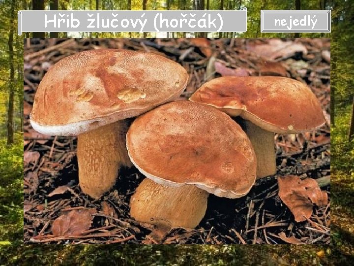 Hřib žlučový (hořčák) nejedlý Hřib žlučový (hořčák) nejedlý